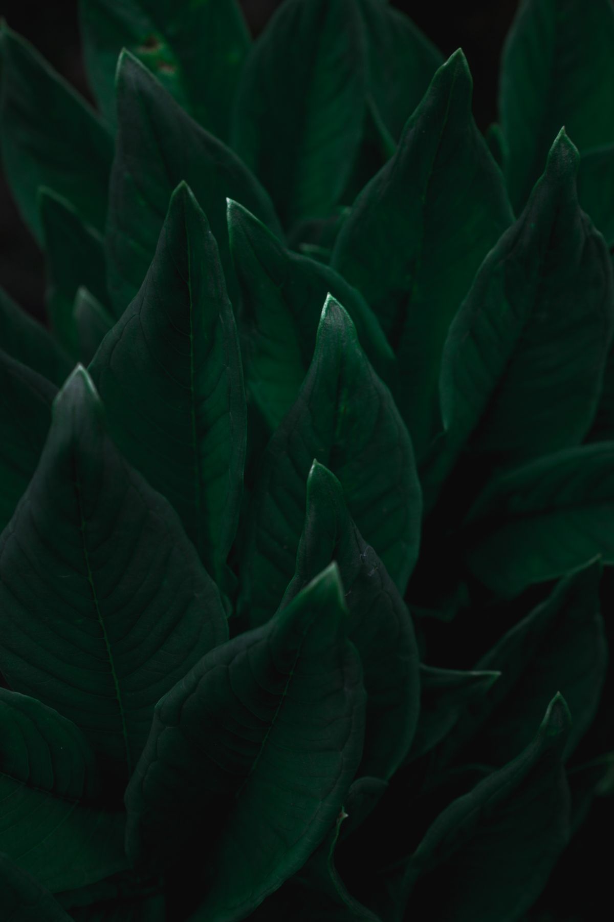 観葉植物