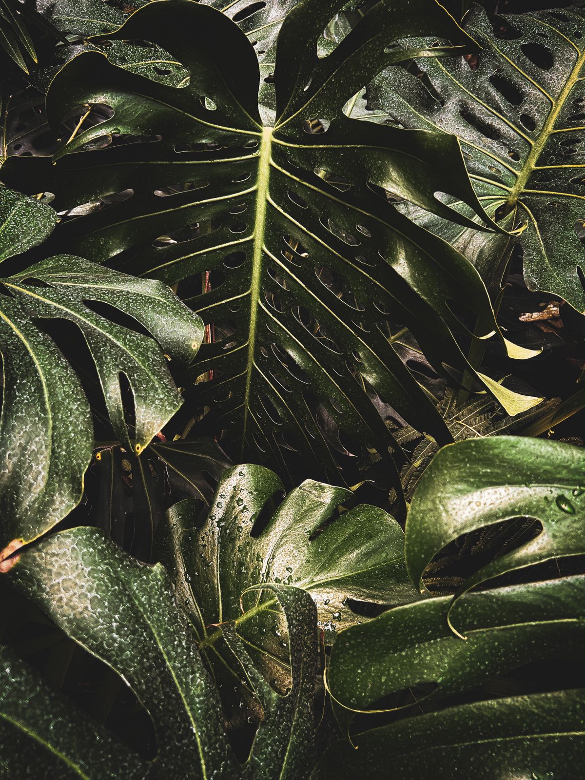 観葉植物