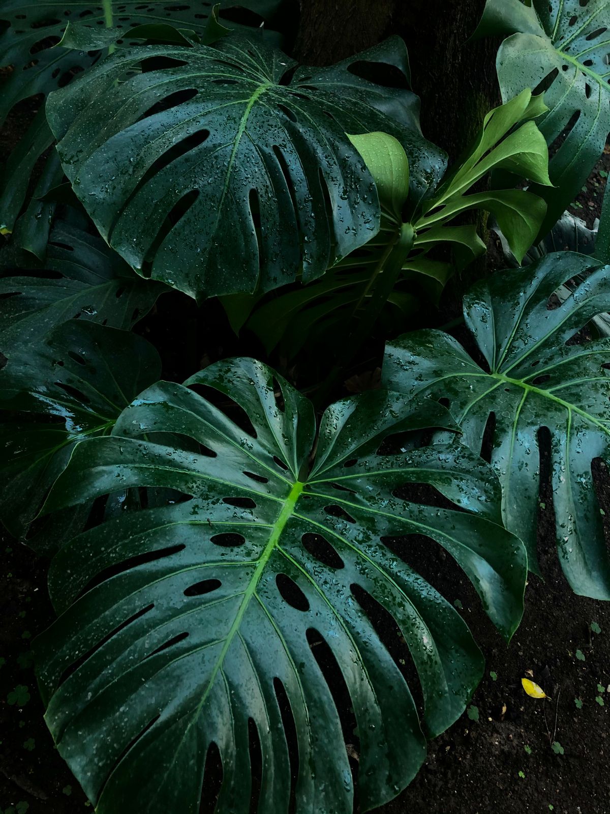 観葉植物